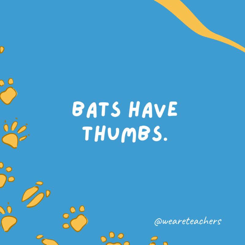 Bats have thumbs.