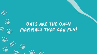 Bats are the only mammals that can fly!