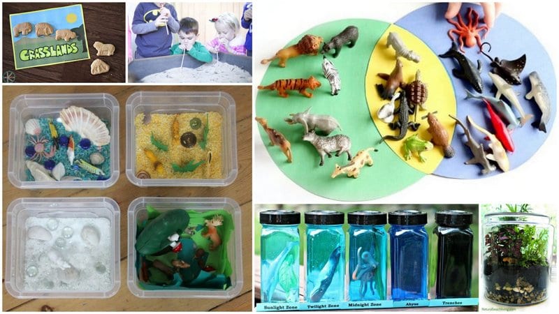 Animal Habitat activities for teaching 4th grade 