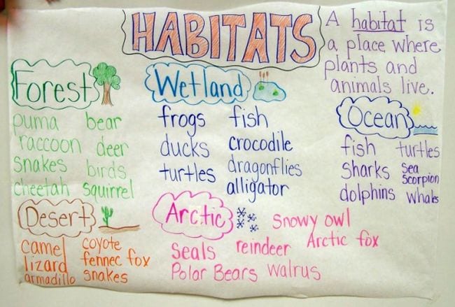 Animal Habitats