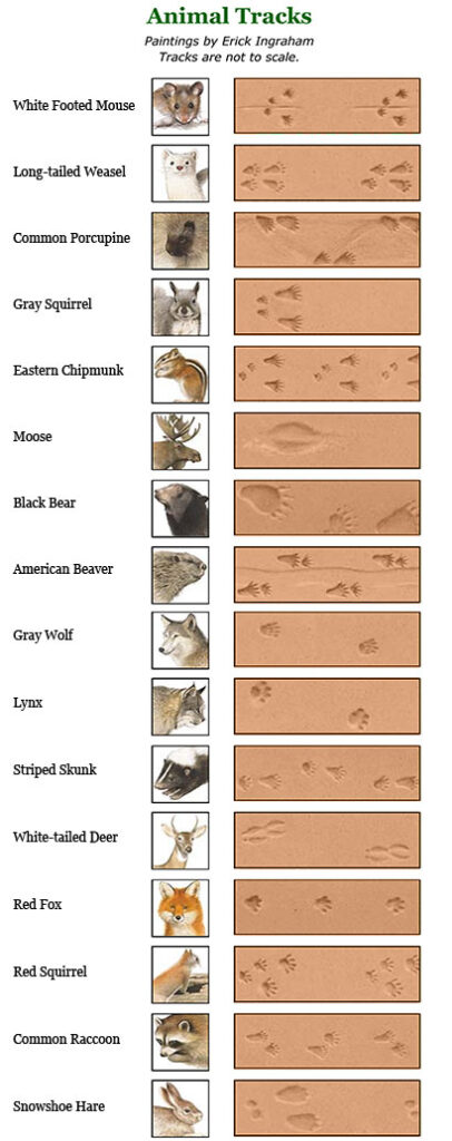 Animal track guide with footprints of various wild animals.