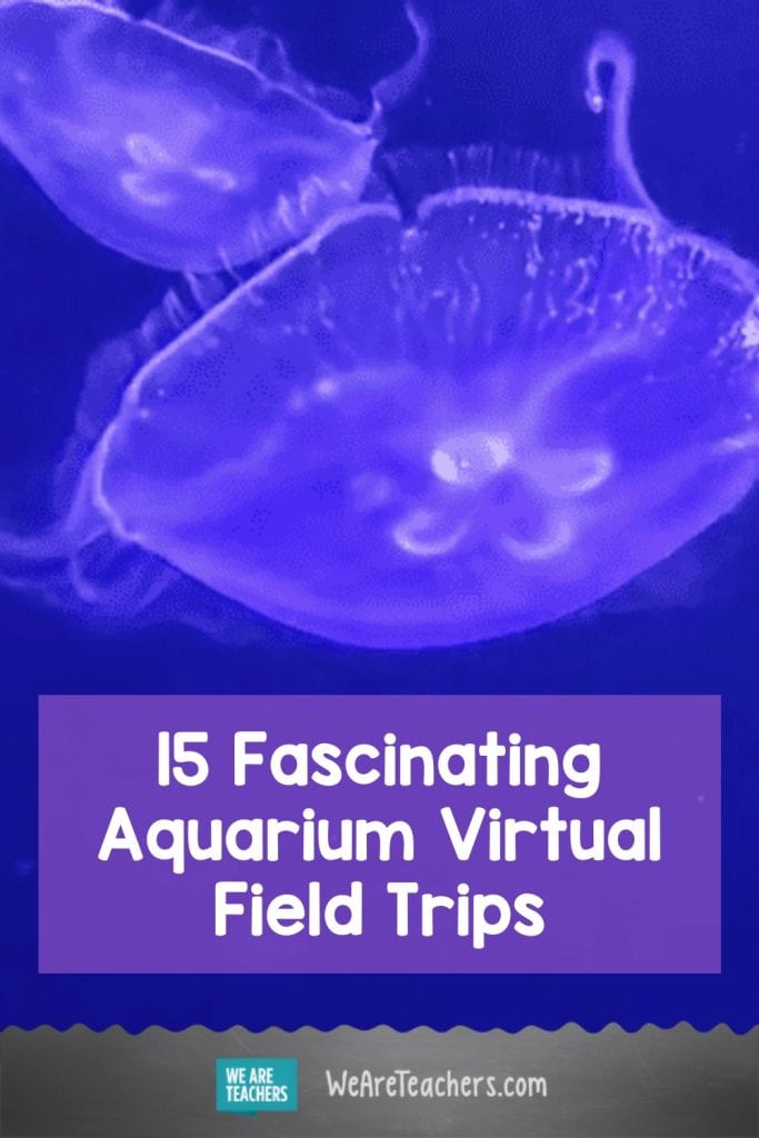 15 Fascinating Aquarium Virtual Field Trips