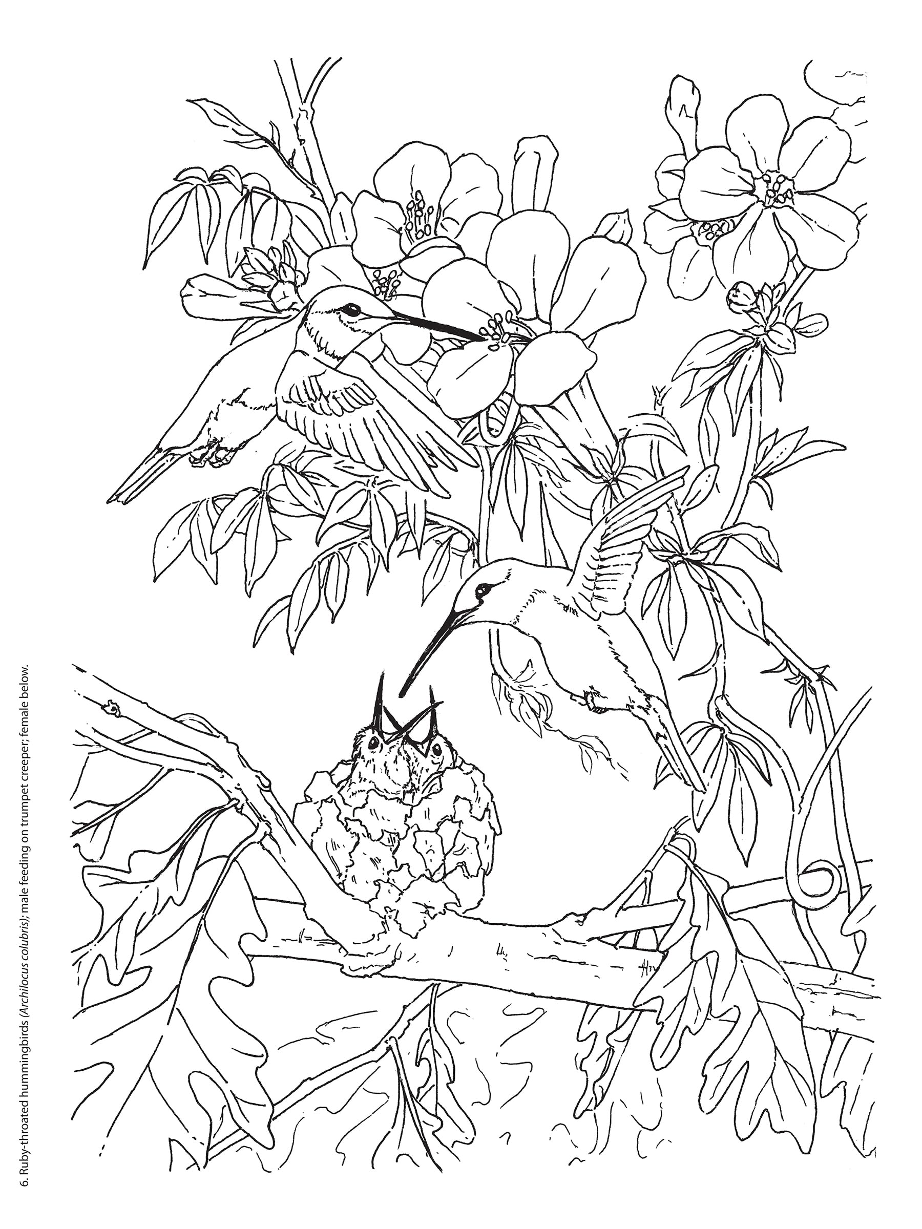 A line drawing of a mother bird feeding her baby bird is shown.