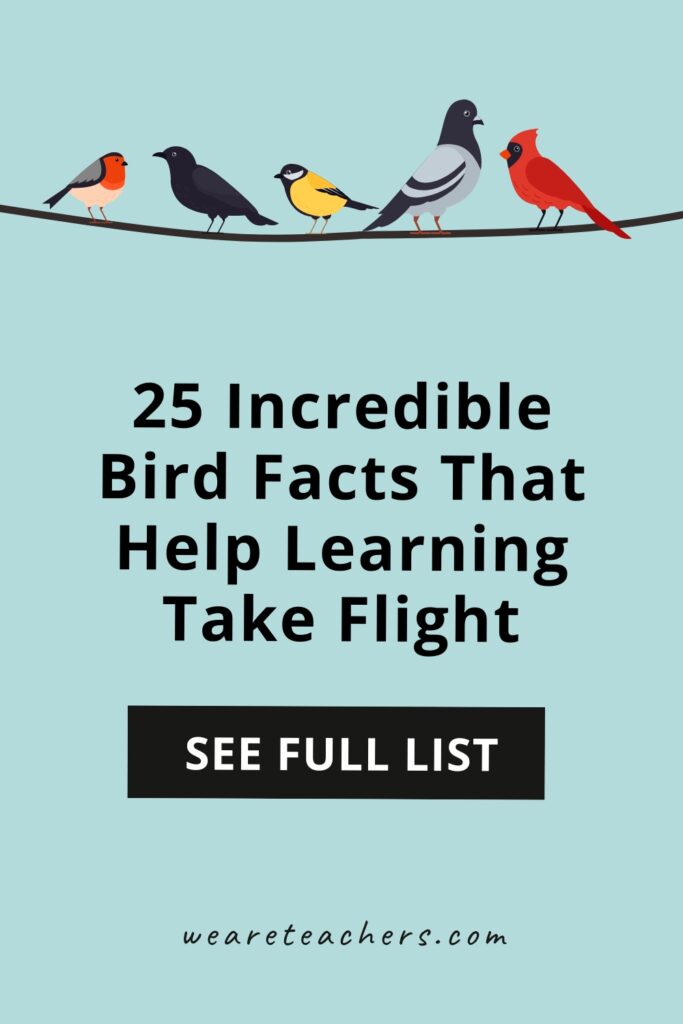 These fascinating bird facts are perfect to share with your class. Engage your students with bird trivia or share during a science lesson!