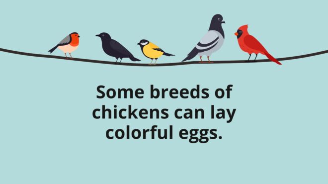 Bird Facts Feature