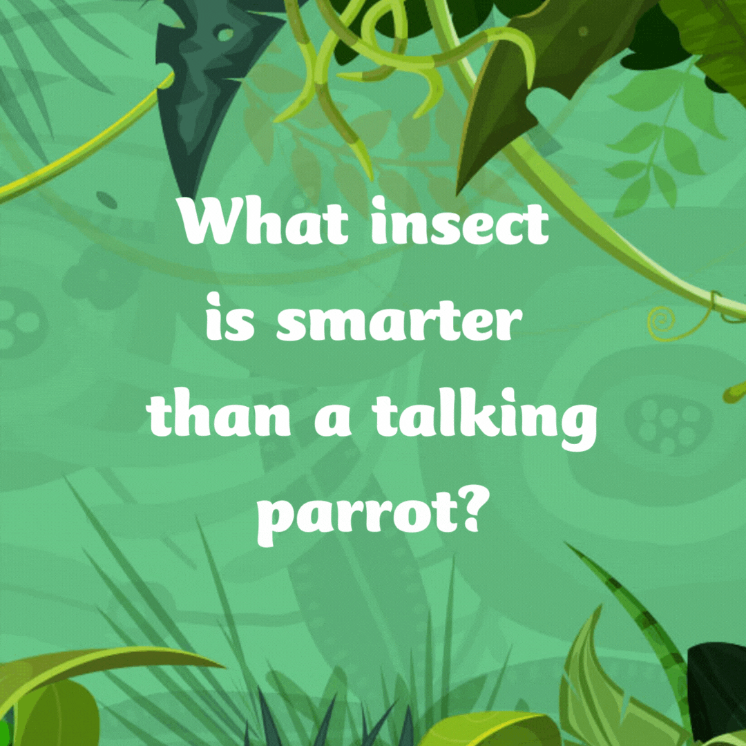 What insect is smarter than a talking parrot?