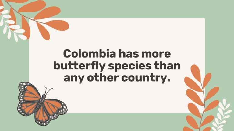 Butterfly Facts Feature