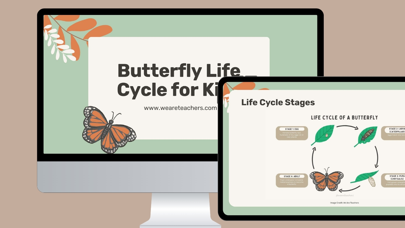 presentation butterfly life cycle