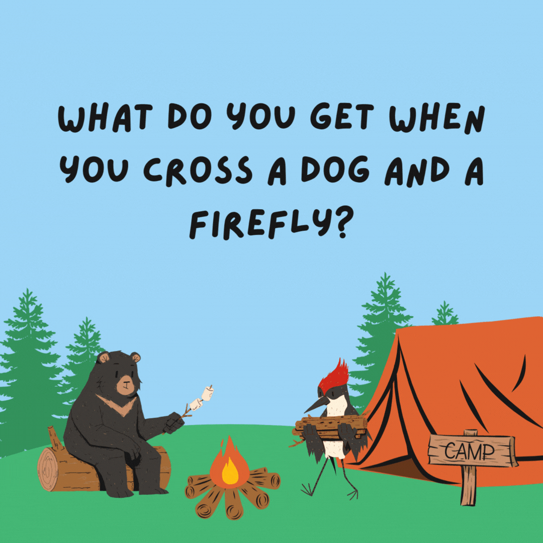 What do you get when you cross a dog and a firefly? A hot dog with a glowing personality.- camping jokes