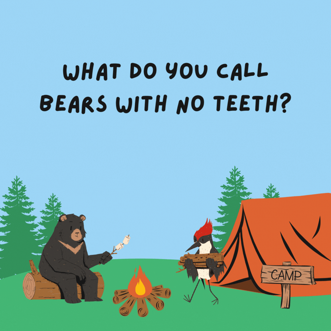 What do you call bears with no teeth? Gummy bears.- camping jokes