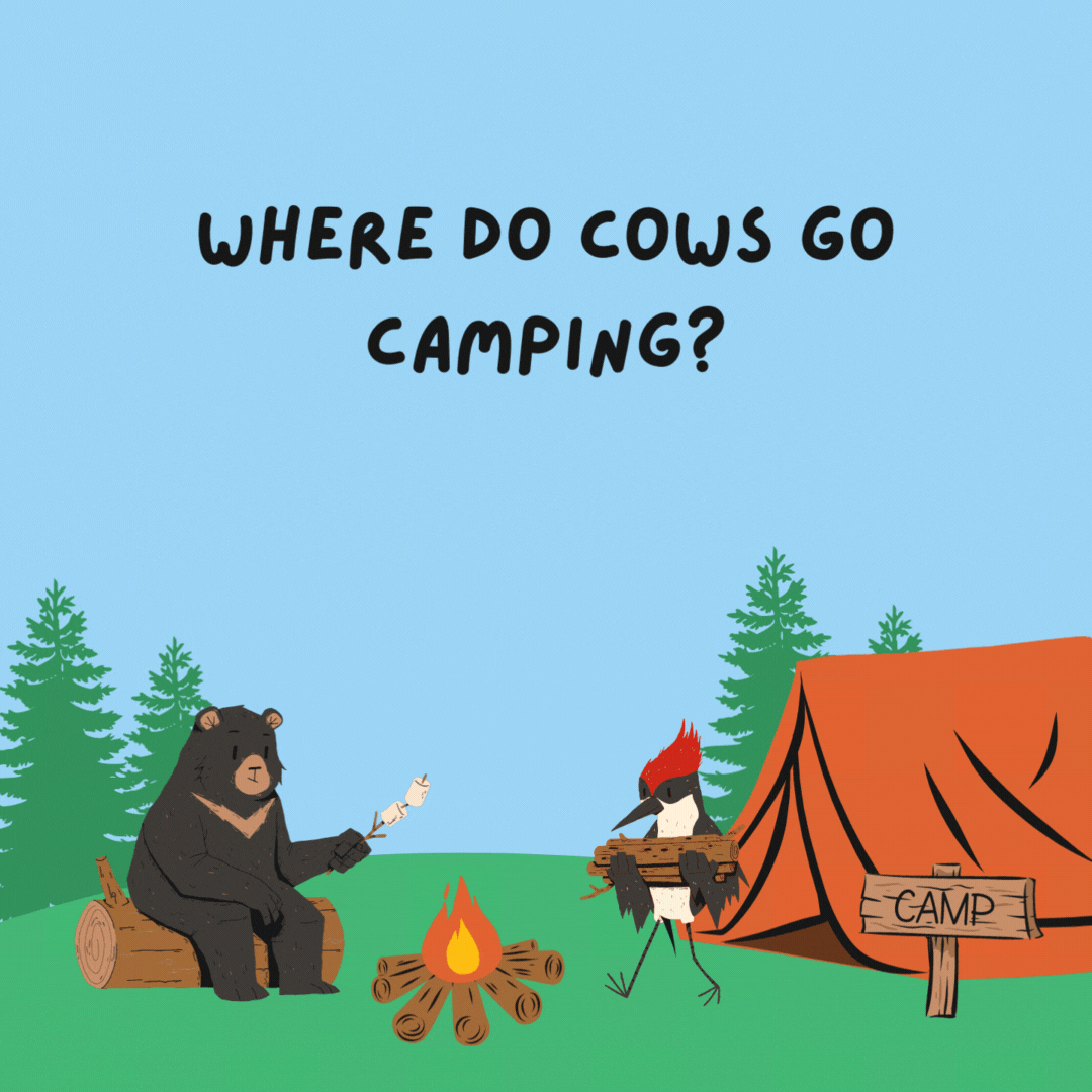 Where do cows go camping? Upstate Moo York.- camping jokes