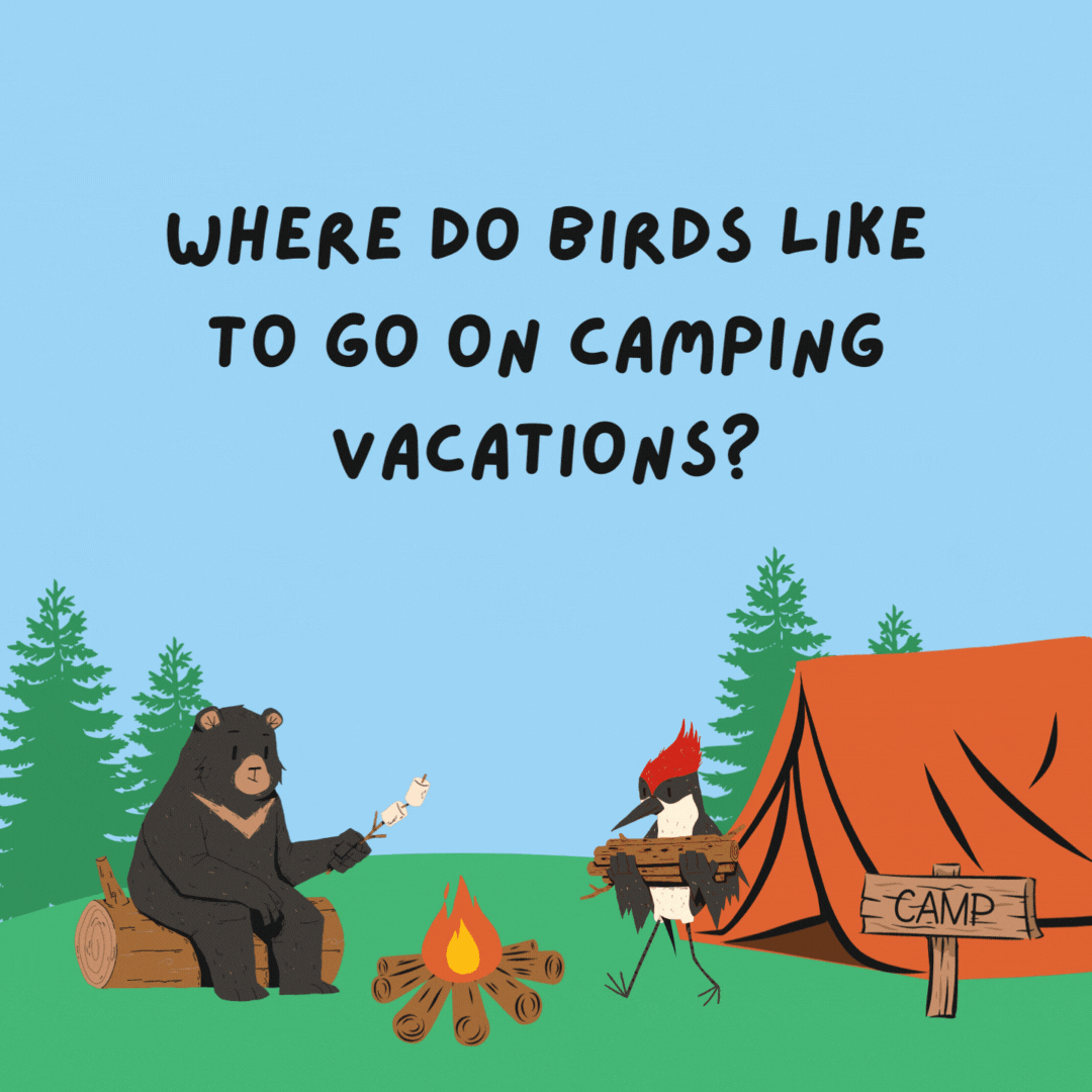 Where do birds like to go on camping vacations? The Canary Islands.