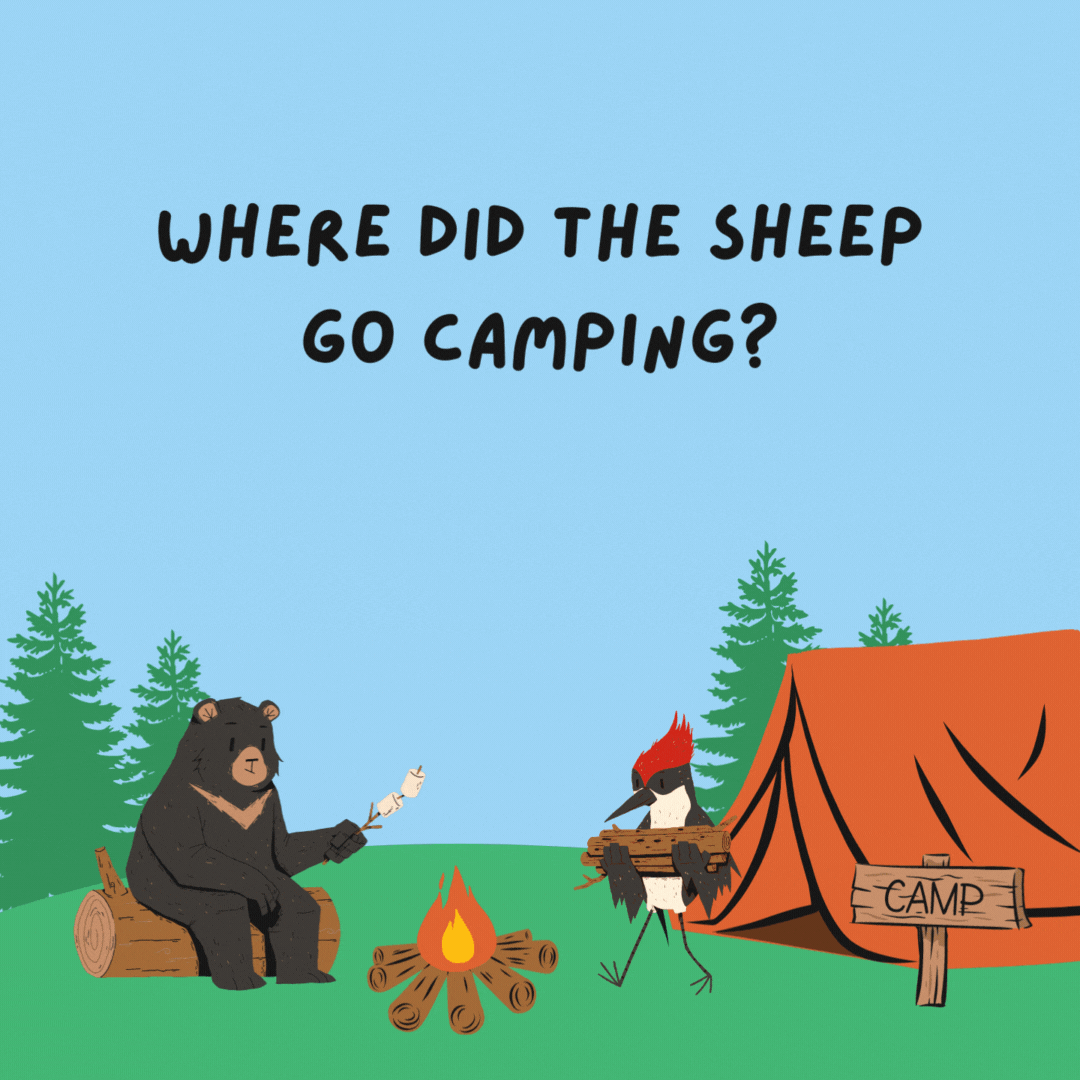 Where did the sheep go camping? The Baa-hamas!