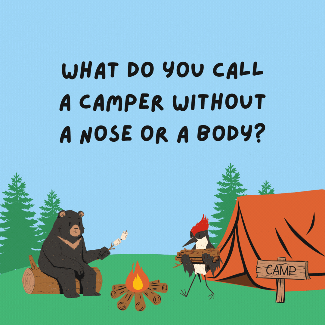 What do you call a camper without a nose or a body? Nobodynose.