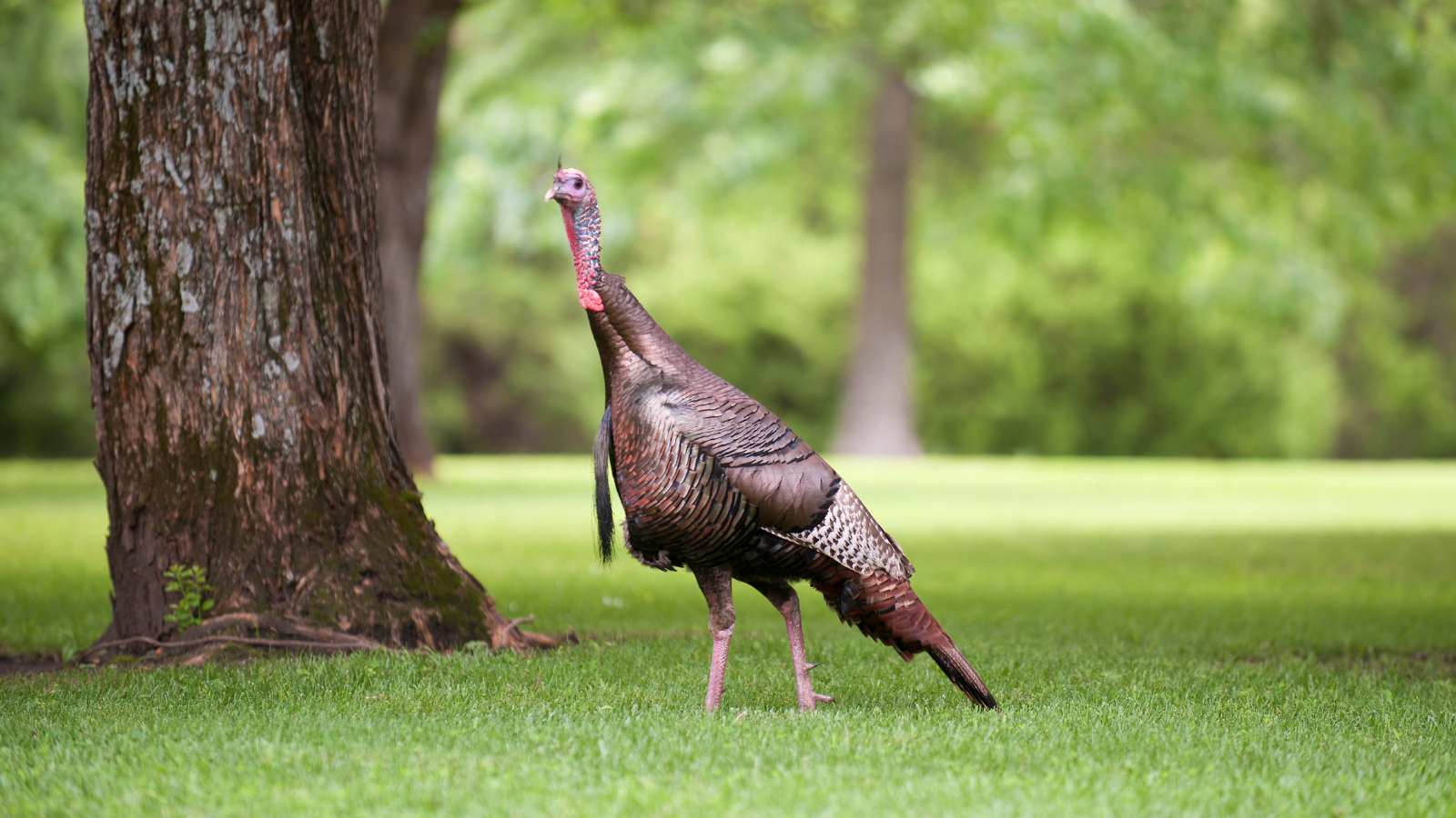 Learn if turkeys can fly and how fast and how far.