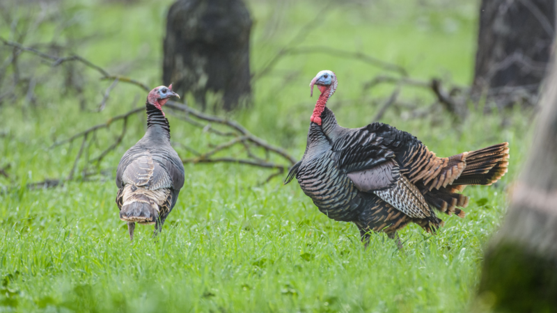 How can you see a wild turkey fly?