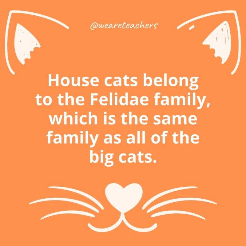 1. House cats belong to the Felidae family, which is the same family as all of the big cats.
