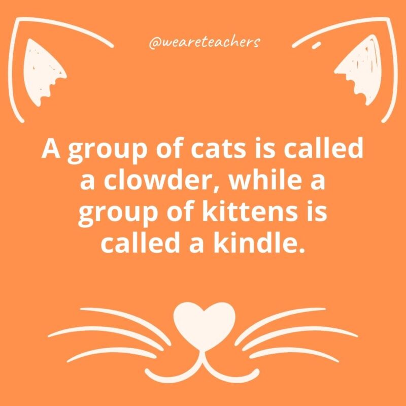 10. A group of cats is called a clowder, while a group of kittens is called a kindle.