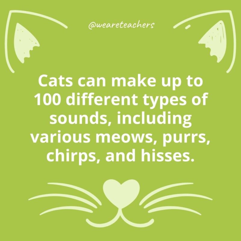 12. Cats can make up to 100 different types of sounds, including various meows, purrs, chirps, and hisses.