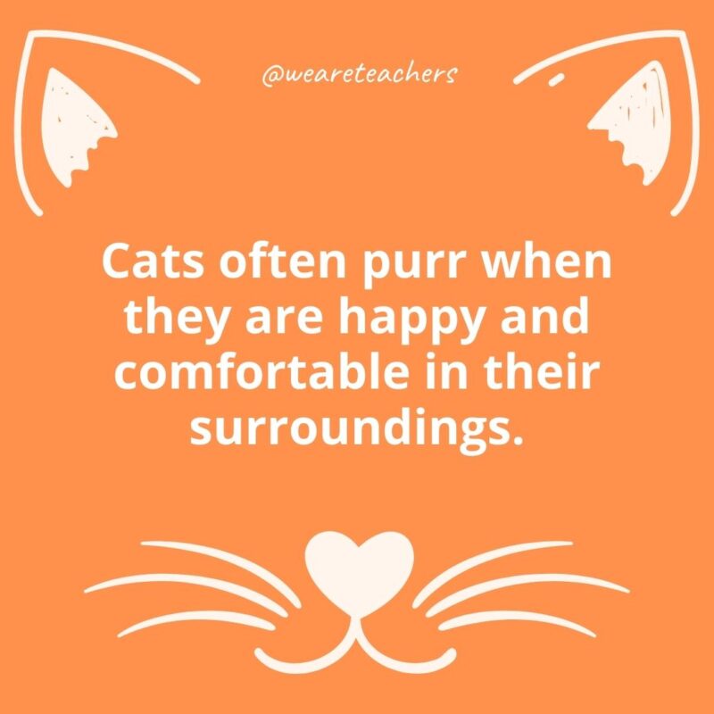 13. Cats often purr when they are happy and comfortable in their surroundings.