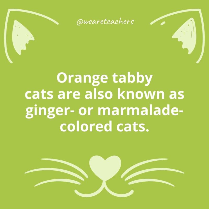 18. Orange tabby cats are also known as ginger- or marmalade-colored cats.
