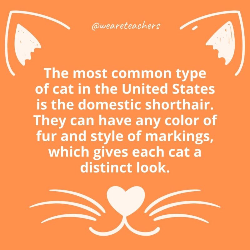 19. The most common type of cat in the United States is the domestic shorthair. They can have any color of fur and style of markings, which gives each cat a distinct look.