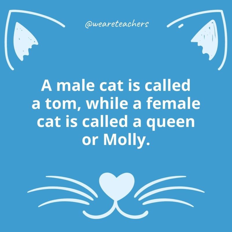 15 Fascinating Facts About Female Cats 