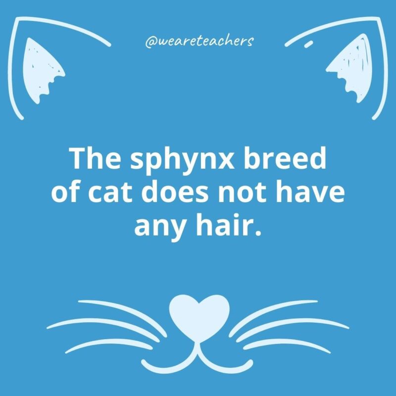20. The sphynx breed of cat does not have any hair.