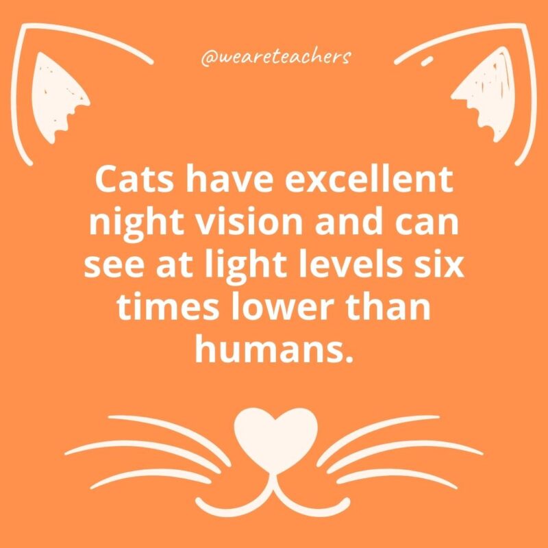 22. Cats have excellent night vision and can see at light levels six times lower than humans.