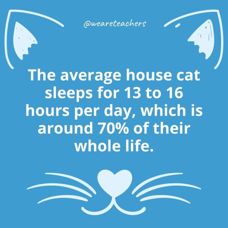 5. The average house cat sleeps for 13 to 16 hours per day, which is around 70% of their whole life.