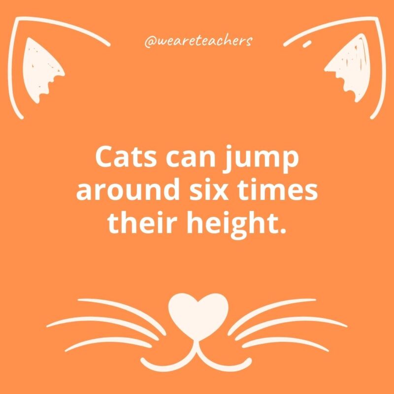 7. Cats can jump around six times their height.