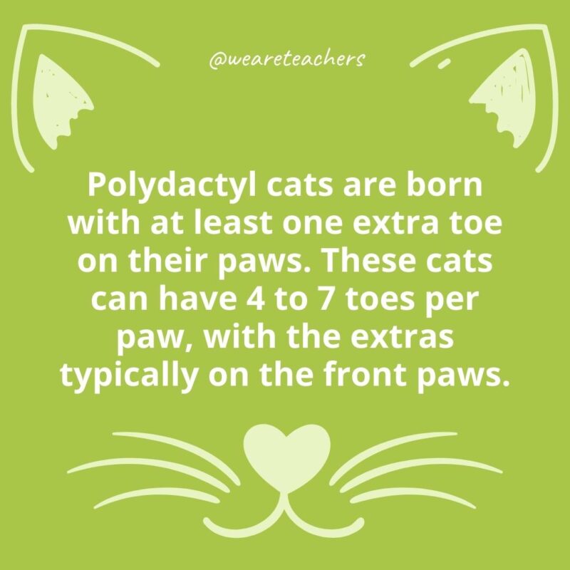 9. Polydactyl cats are born with at least one extra toe on their paws. These cats can have 4 to 7 toes per paw, with the extras typically on the front paws.