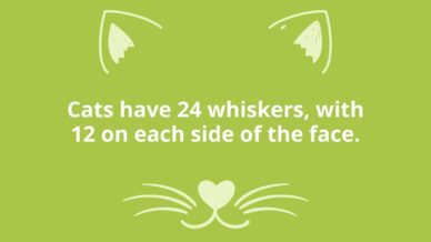 Cats have 24 whiskers, with 12 on each side of their face.