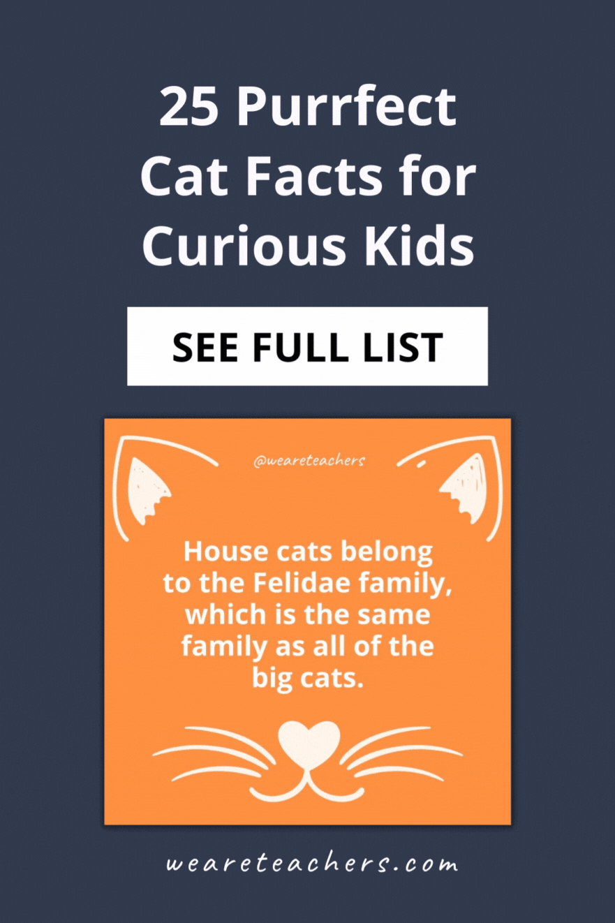 25 Purrfect Cat Facts for Curious Kids