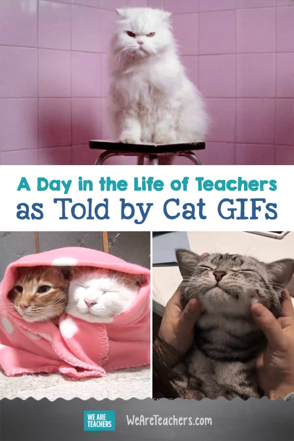A Day in the Life of Teachers as Told by Cat GIFs