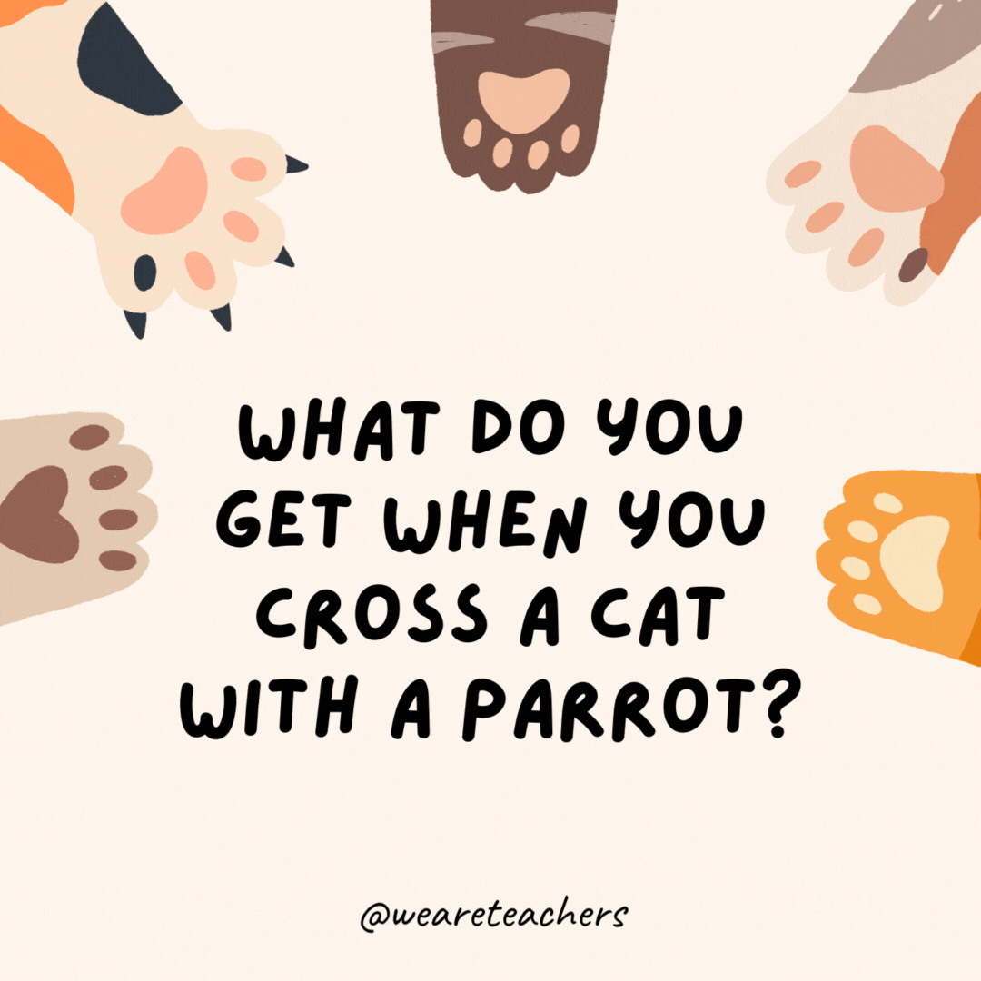 What do you get when you cross a cat with a parrot?