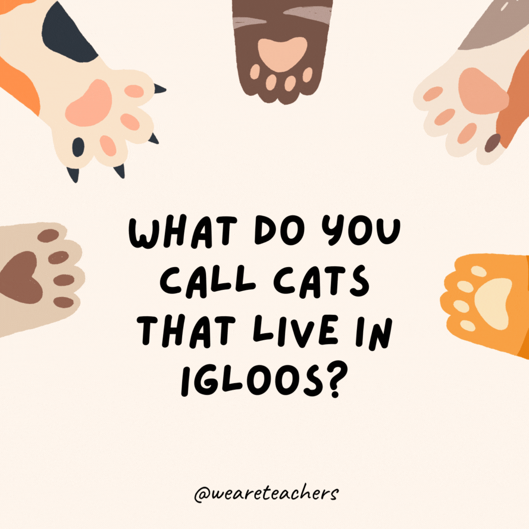 What do you call cats that live in igloos?