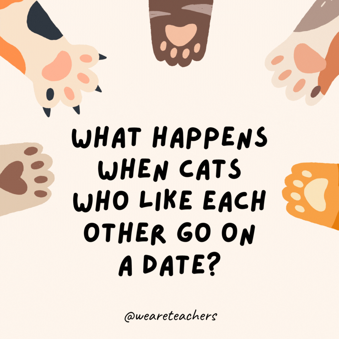 What happens when cats who like each other go on a date?