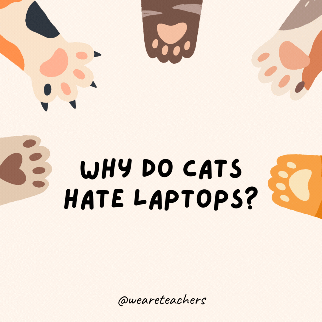 Why do cats hate laptops?