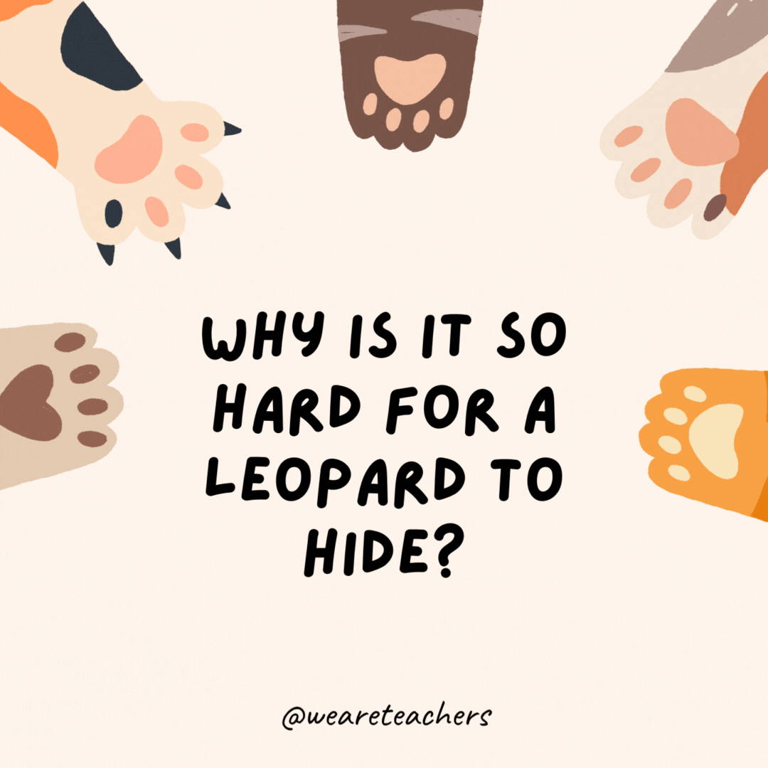 Why is it so hard for a leopard to hide?
