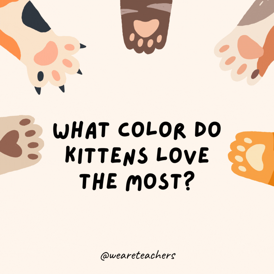 What color do kittens love the most?