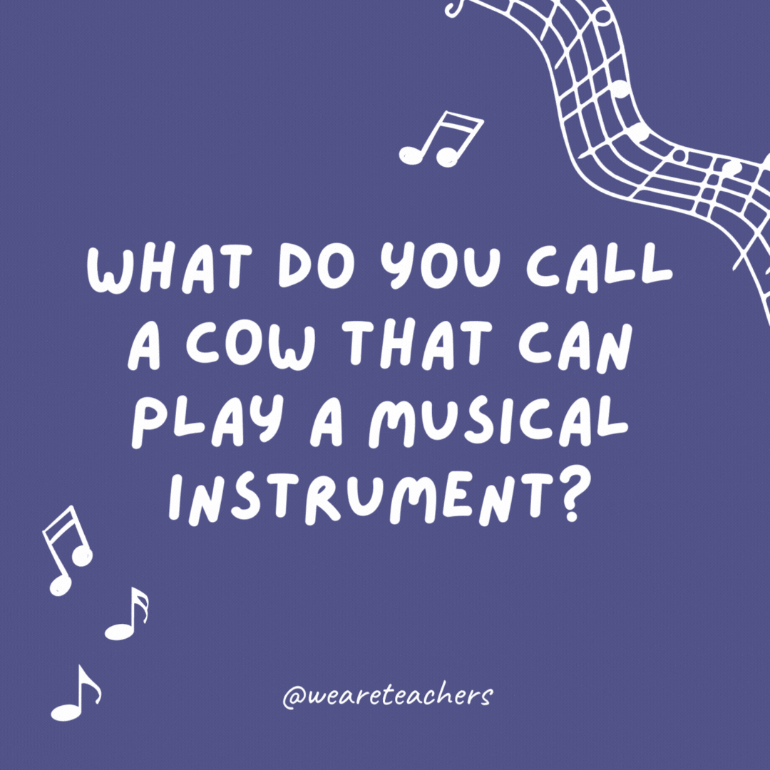 Music jokes: What do you call a cow that can play a musical instrument? A moo-sician.
