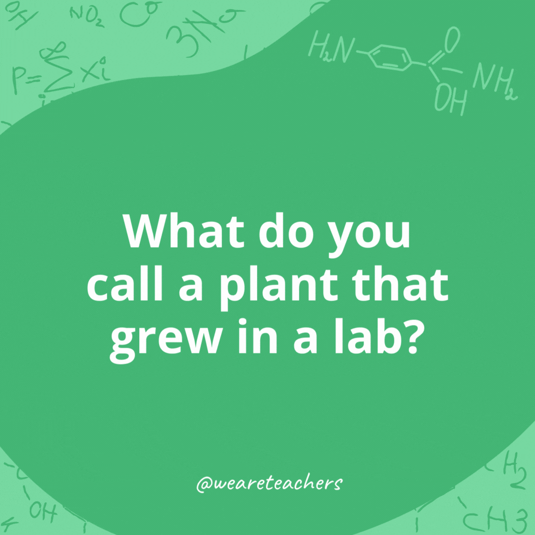 What do you call a plant that grew in a lab? 

A chemistree.