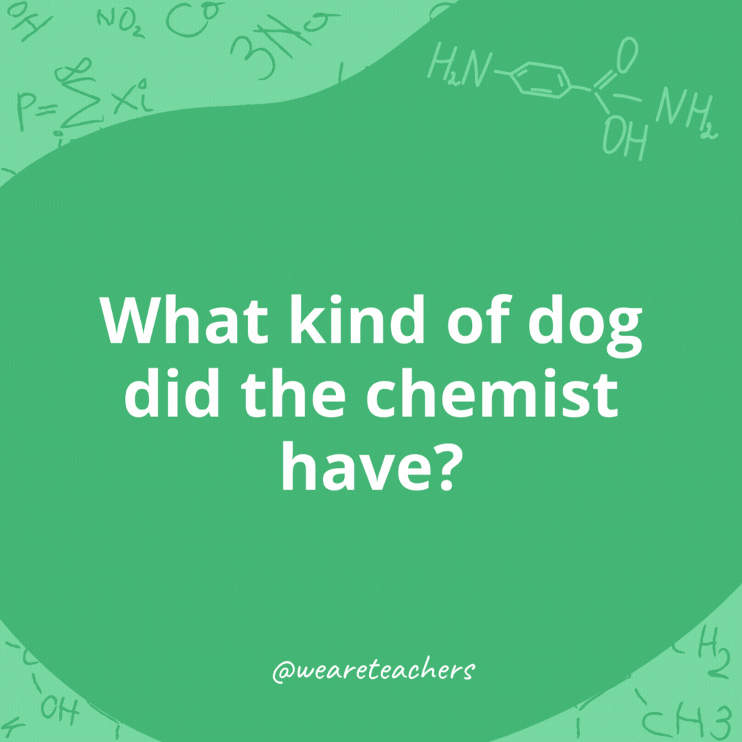 What kind of dog did the chemist have? - chemistry jokes