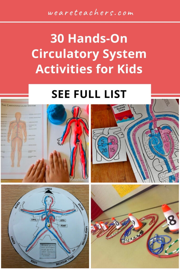 Fill a bottle with model blood, hold a stuffed animal "blood drive," see your pulse with a toothpick, and more circulatory system activities!