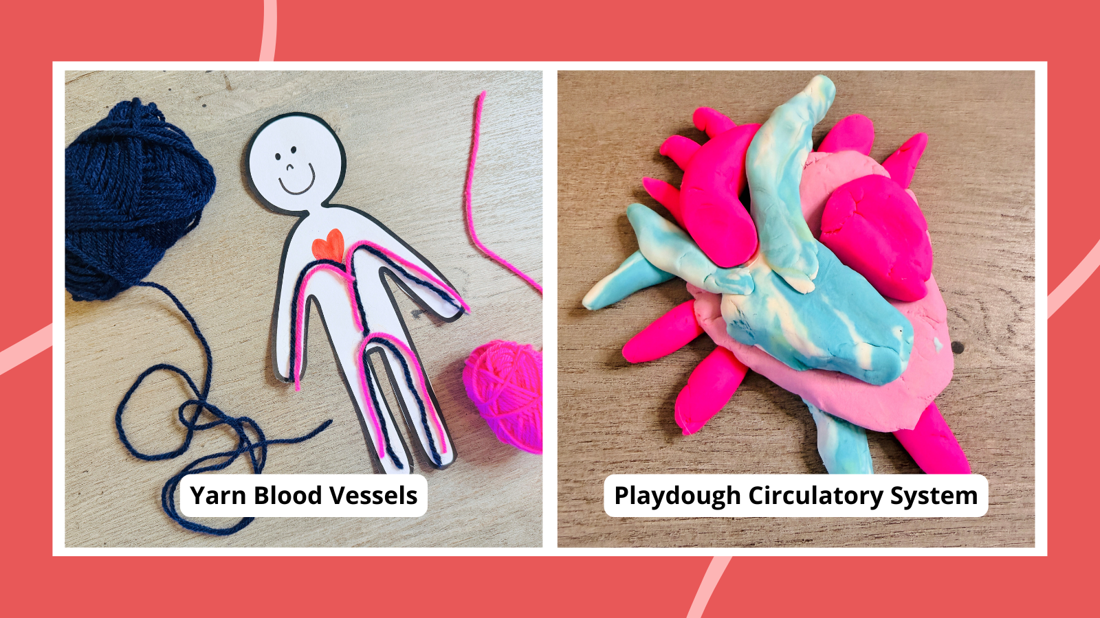 two circulatory system activities for kids