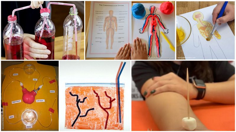 Collage of Circulatory System Activities for Kids