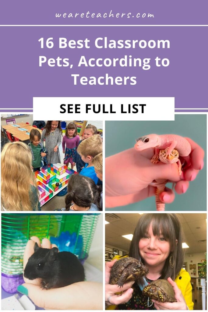Classroom pets are a great way to teach compassion, responsibility, and science. Check out the best class pet recommendations from teachers.
