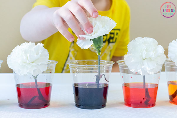 A boy places a white carnation in a clear plastic cup filled with dyed water 