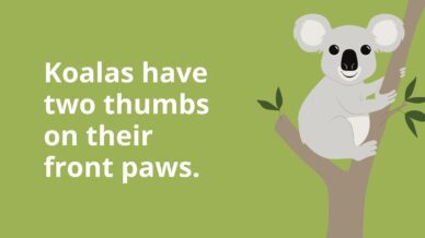 Koalas have two thumbs on their front paws.